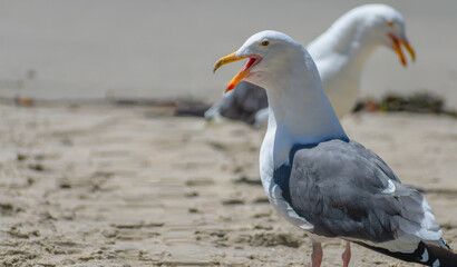 A network of seagulls share some critical information