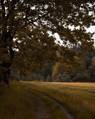 Obraz premium Herbstliches Feld unter einem Baum