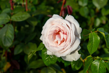 Francis Meilland Hybrid tea rose in a garden. California, United States - June, 2023.  