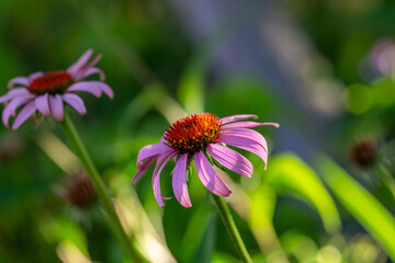 Blooming purple coneflowers on a green background on a sunny summer day macro photography. Echinacea flower with bright violet petals close-up photo in summer.	
