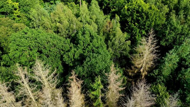 Tilt down Luftaufnahme vom Absterben von B&auml;umen in einem gr&uuml;nen Wald, Waldsterben in Deutschland