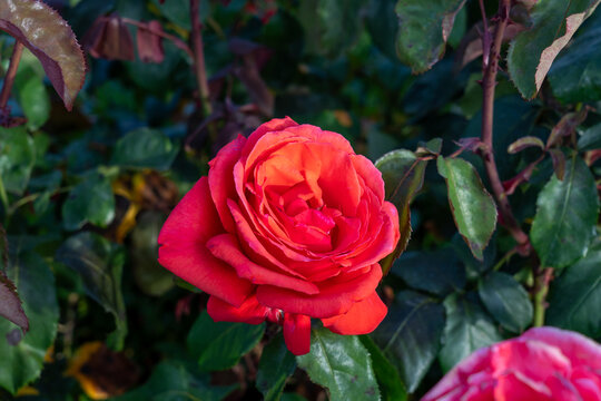 Fragrant Cloud Hybrid tea rose in a garden. California, United States - June, 2023.  