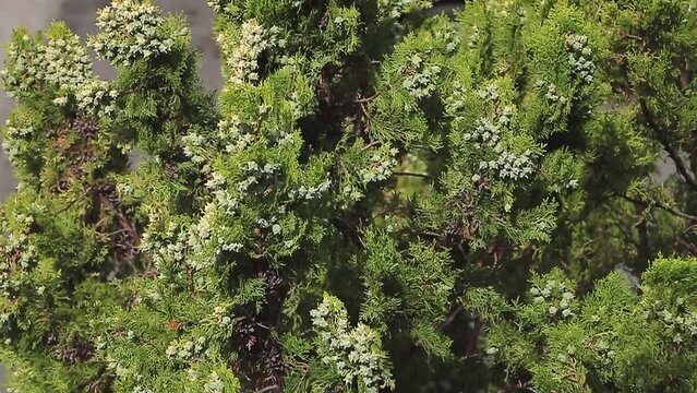 Heightened Harmony: Viewing a Tuia Tree from Above