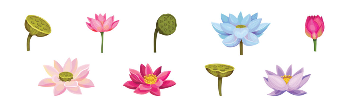 Lotus Aquatic Plant with Large Showy Flower Vector Set