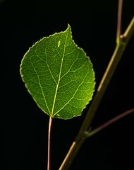 leaf