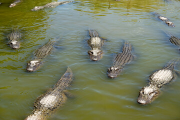 gators in water