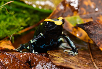 Dyeing poison dart frog // Färberfrosch (Dendrobates tinctorius) - black, Surinam