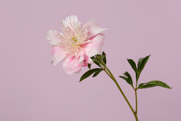 Beautiful delicate pink  peony flower  isolated on soft lilac background.