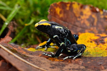Dyeing poison dart frog // Färberfrosch (Dendrobates tinctorius) - black, Surinam