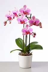 Naklejka na ściany i meble Pink orchid in a white flowerpot, Generative AI