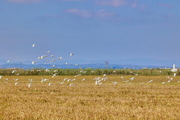 Fototapeta na wymiar Herons fly over a ripe rice field before harvest on a sunny day in Albufera, Valencia, Spain