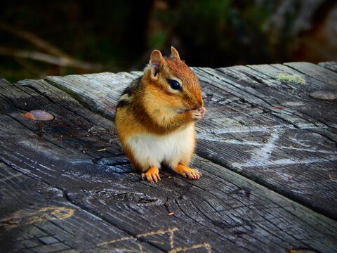 Chipmunk eating