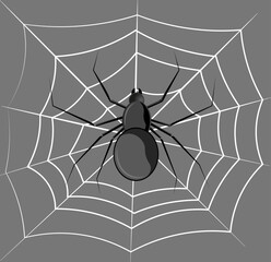 Naklejka premium Spider on spider web 