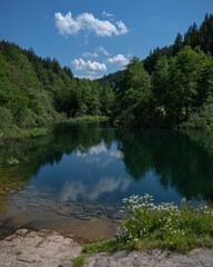 Spiegelung in einem See im Wald