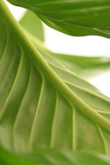 Selective soft focus Green nature leaf copy space background.