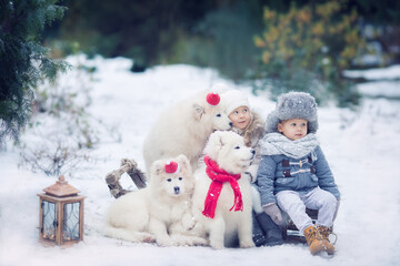 Fototapeta premium Girl and boy in winter sitting on sledges with white puppy samoyed dogs