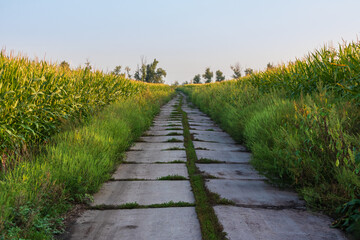 Fototapeta na wymiar Roads with concrete slabs through a corn field on a summer day