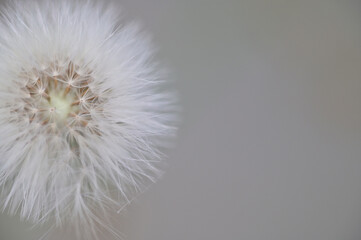 Close up of Dandelion seed head on grey background, India.
