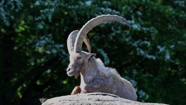 Male mountain ibex or capra ibex sitting on a rock in a german park