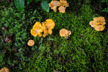 mushroom Cantharellus cibarius in the moss in the forest