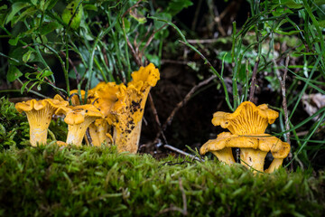 mushroom Cantharellus cibarius in the moss in the forest