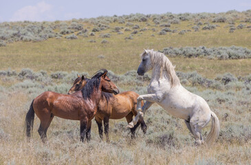 Wild Horse Stallions Sparring in the Wyoming Desert
