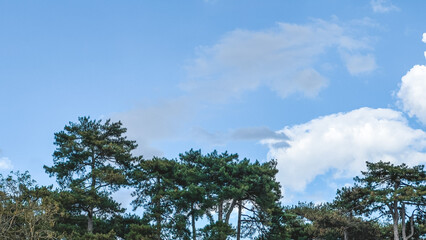 clouds in the sky and trees , Paris France