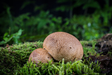 mushroom in the moss in the forest