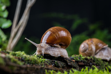garden snail on moss in the forest
