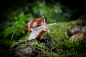garden snail on moss in the forest