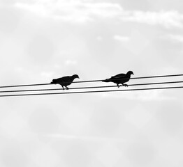 birds on wires