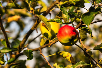 Apfel am Baum