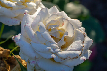 Blooming white rose flower macro photography on a sunny summer day. Garden rose with white petals close-up photo in the summertime. Garden rosa romantic floral background