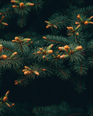 Fototapeta na wymiar christmas background with branches