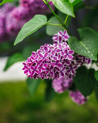 lilac flowers in the garden