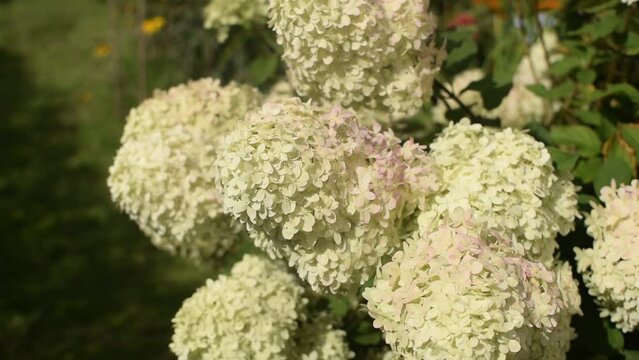 Inflorescences of panicled hydrangea "Limelight" sway slightly from the wind