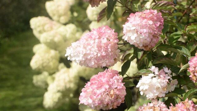 Inflorescences of white-pink panicled hydrangea "Vanilla Fraise" sway in the wind