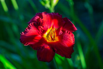 Blooming red lily in drops of rain macro photography on a summer day. Garden lily with water drops on a bright red petals closeup photo in summer. Scarlet flower on a rainy day.	