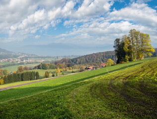 Autumn countryside view with green winter crops on fields, groves end forest