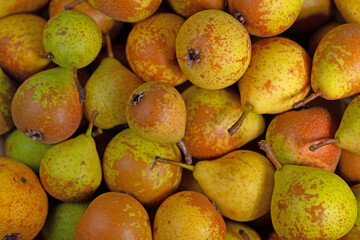 Reife Birnen, Pyrus, frisch geerntet