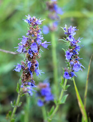Obraz premium Hyssopus officinalis grows in nature