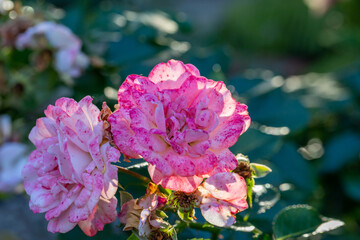 Blooming pink rose flower macro photography on a sunny summer day. Garden rose with pink petals close-up photo in the summertime. Tender rosa floral background.	

