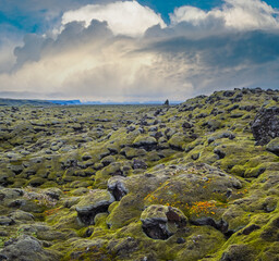 Fototapeta na wymiar Scenic autumn green lava fields near Fjadrargljufur Canyon in Iceland. Green moss on volcanic lava stones. Unique lava fields growth after Laki volcano eruption.
