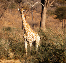Wild Giraffe at Safari, Zimbabwe