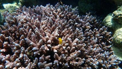 Naklejka na ściany i meble Sulphur damsel (Pomacentrus sulfureus) and polyp stony coral Acropora squarrosa undersea, Red Sea, Egypt, Sharm El Sheikh, Nabq Bay