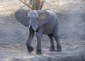 Wild Elephant in the Savannah, Zimbabwe