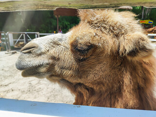 A Two Hump Camel seen from the side