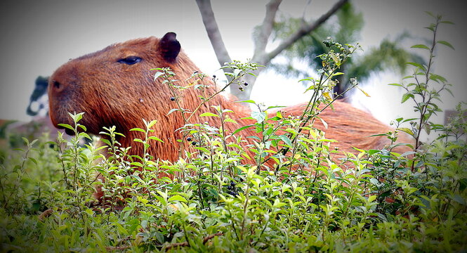 country pig in the grass