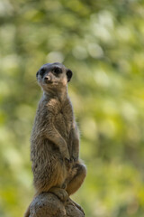 Erdmännchen