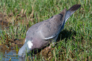 The?common wood pigeon?(Columba palumbus) is a large?species?in the dove and pigeon?family?(Columbidae) common in aiguamolls emporda girona spain